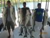 (08/21/2016) - Nice Striped Bass